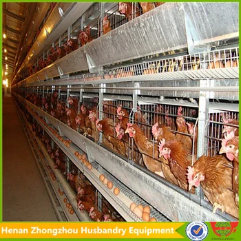 Battery Hen Used Cheap Chicken Coopsautomatic Chicken Cgaesfor Sale In South Africa Buy Cheap Chicken Coopsautomatic Chicken Cageslayer Cheap