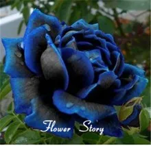 Free Shipping 20 Midnight Supreme Rose Seeds , Rare color, Real seeds, Ideal DIY Home Garden Flower