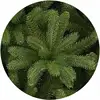 BSCI and SEDEX audit factory wholesale flocked prelit foldable christmas tree
