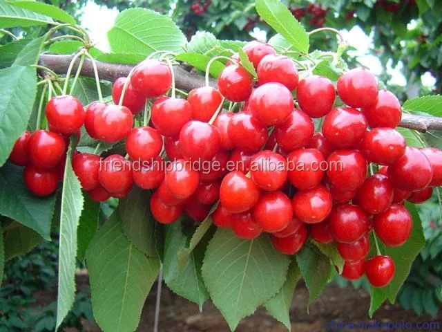 Nursery Fruit Tree Cerasus Pseudocerasus Cherry Seedling For Sale - Buy ...