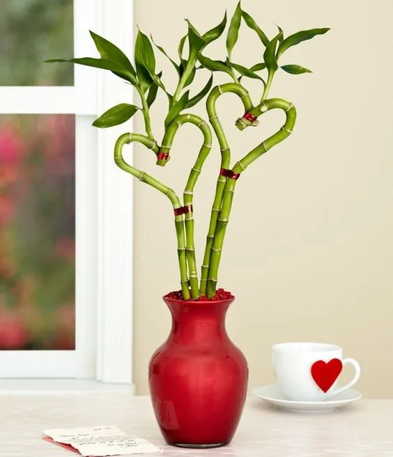 love shape lucky bamboo