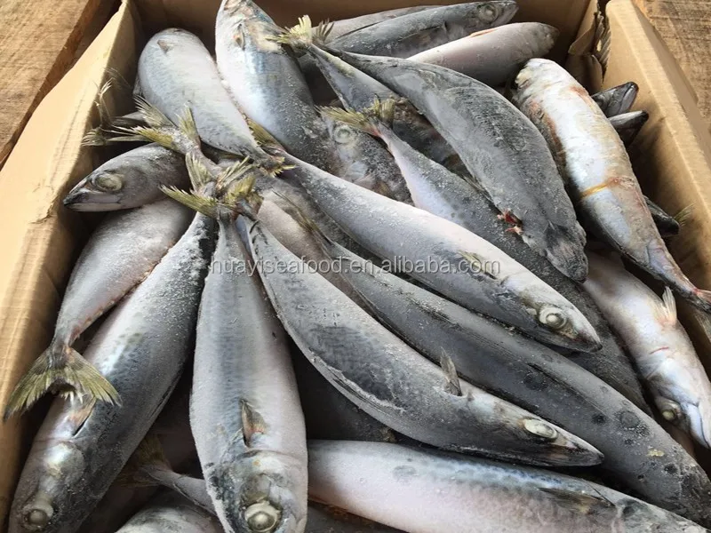 Sell Pacific Mackerel High Quality Buy Pacific Mackerel Quality