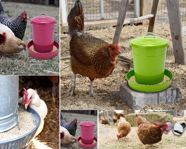 Purple 7l Galvanised Metal Chicken Poultry Feeders Drinkers View