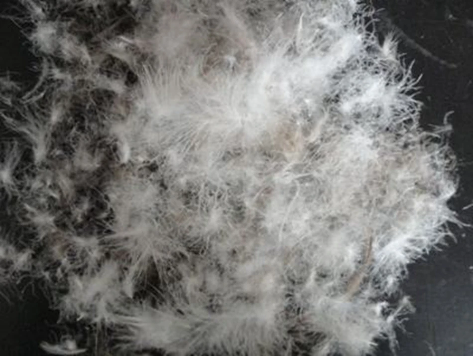 70 Grey Duck Down 30 Feather Duvet Pillow Filling Material Cheap For