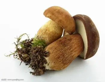 precio boletus 2018
