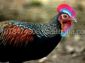 76 Gambar Ayam Hutan Hijau Terbaik 76 Gambar Ayam Hutan Hijau Terbaik