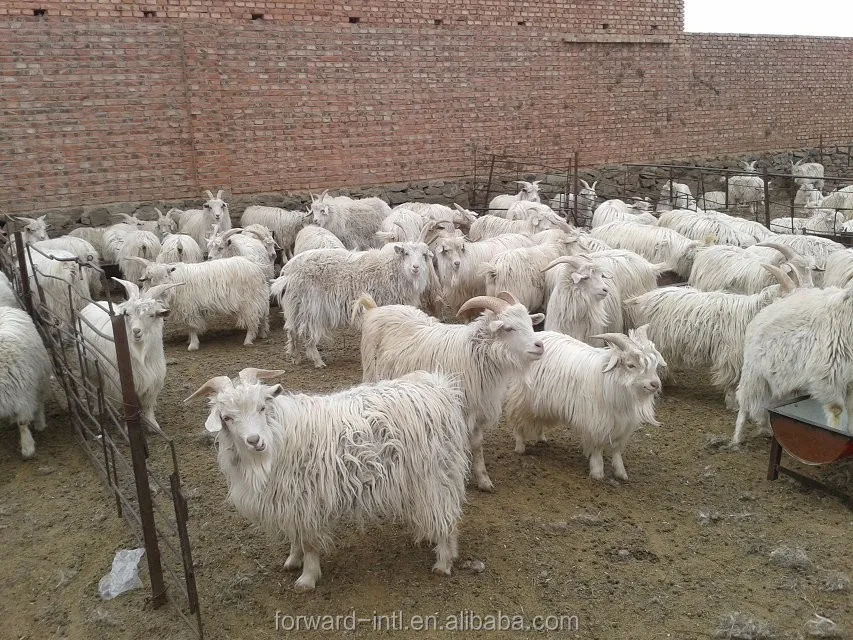100 Raw Goat Mongolia Pashmina Cashmere Wool Fiber Buy Cashmere Wool