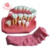 Teeth Study Dentition development model 3