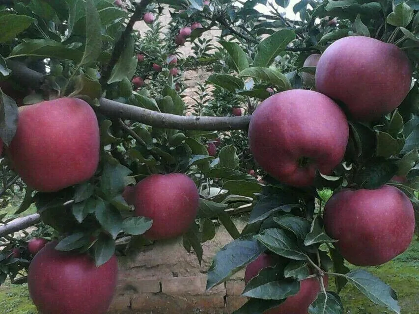 huaniu apple (9).jpg
