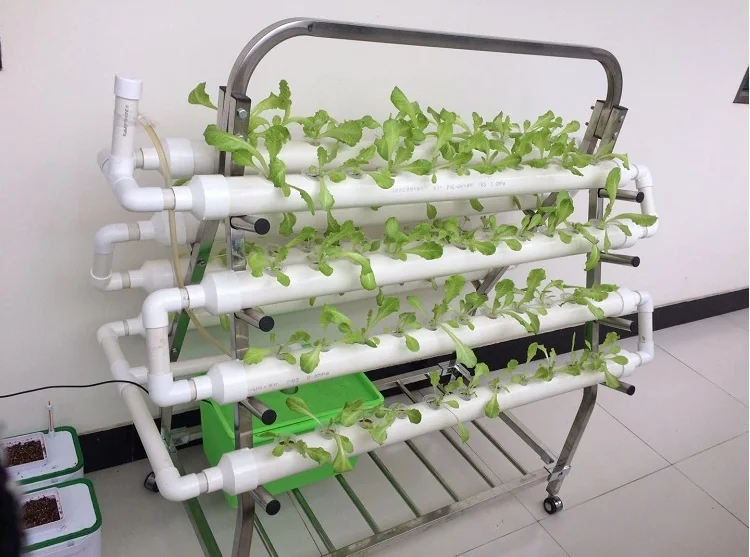 Build small aquaponics system Aquaponics Could Be The Food Of The Future