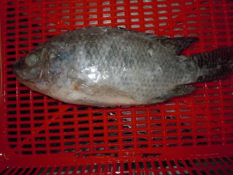 Fresh Frozen Tilapia Fry For Sale Buy Tilapia Fry For Sale,Frozen