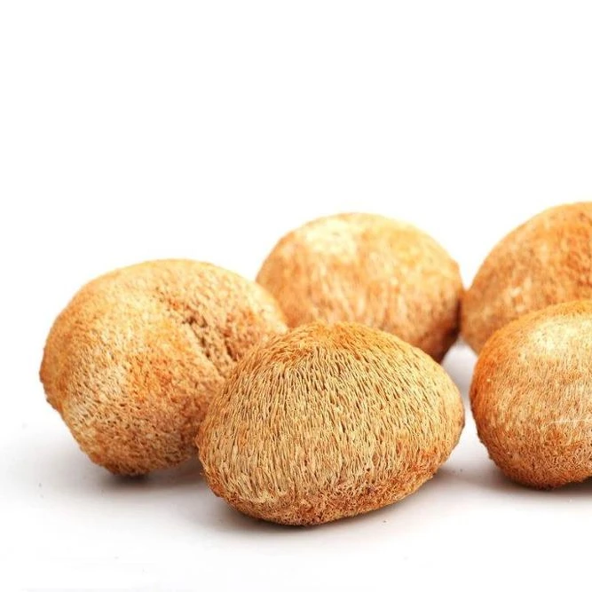 
2019 Best selling Lions Mane mushroom hericium erinaceus 