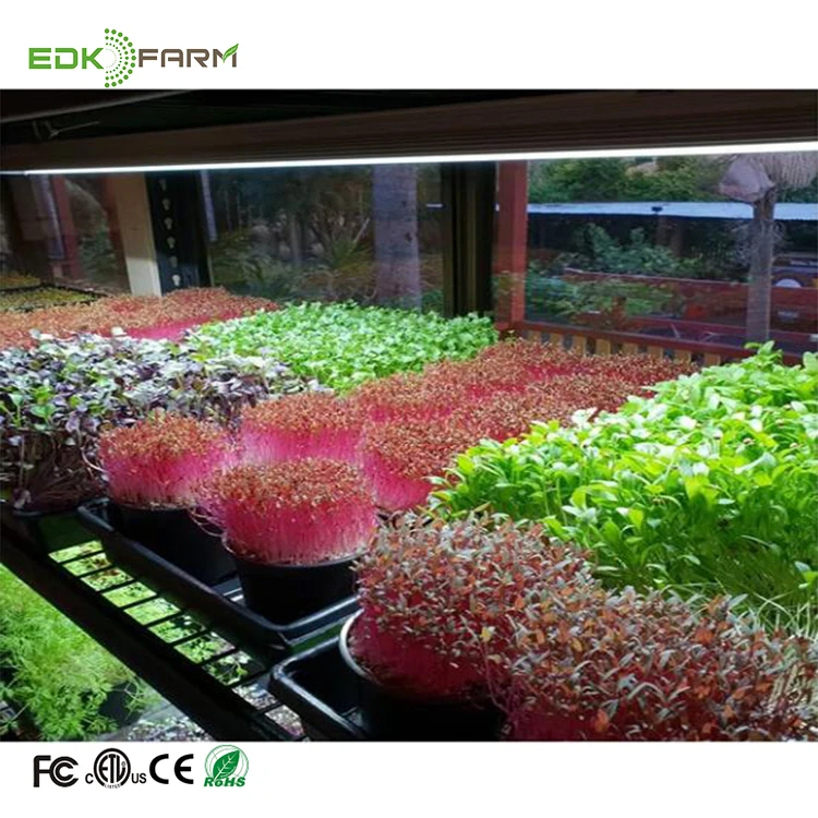 EDK 48W LED grow light for microgreens lettuce tomato strawberry growing