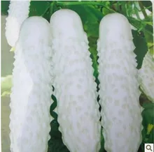 100pcs White Cucumber seeds DIY home garden Green Vegetable Seeds free shipping
