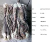 Frozen peru squid head giant squid tentacle big size Dosidicus Gigas