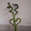 Ornamental plant bonsai Lucky Bamboo