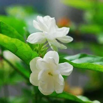 hot sales dragon pearls jasmine green tea with jasmine - 4uTea | 4uTea.com