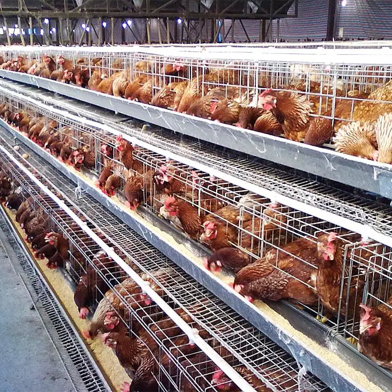 Poultry House In Ghana For Layer Chicken - Buy Poultry Cage Prices ...