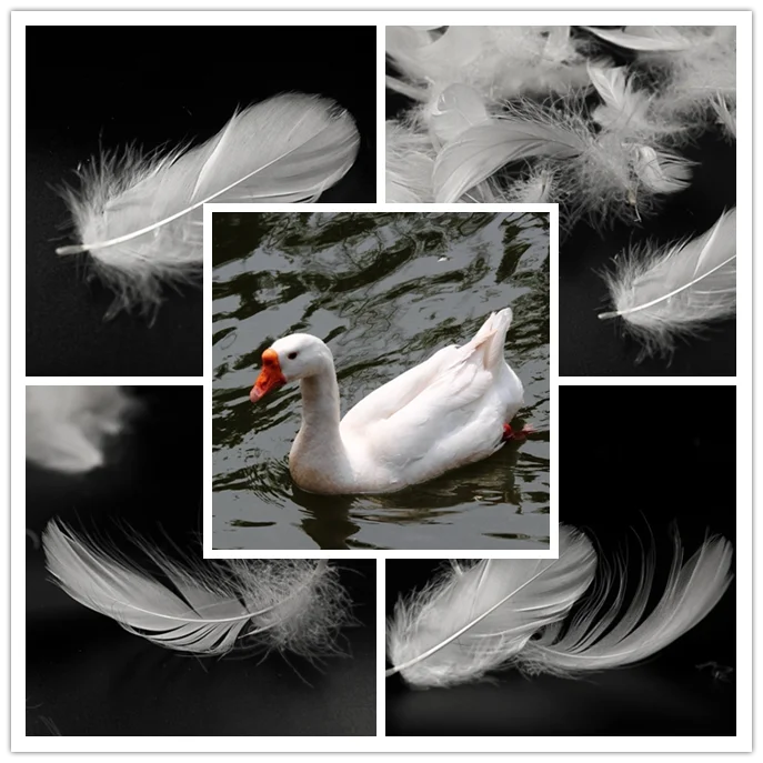 Bulk Goose Down Feathers Buy Natural Goose Feather,Goose Feathers For