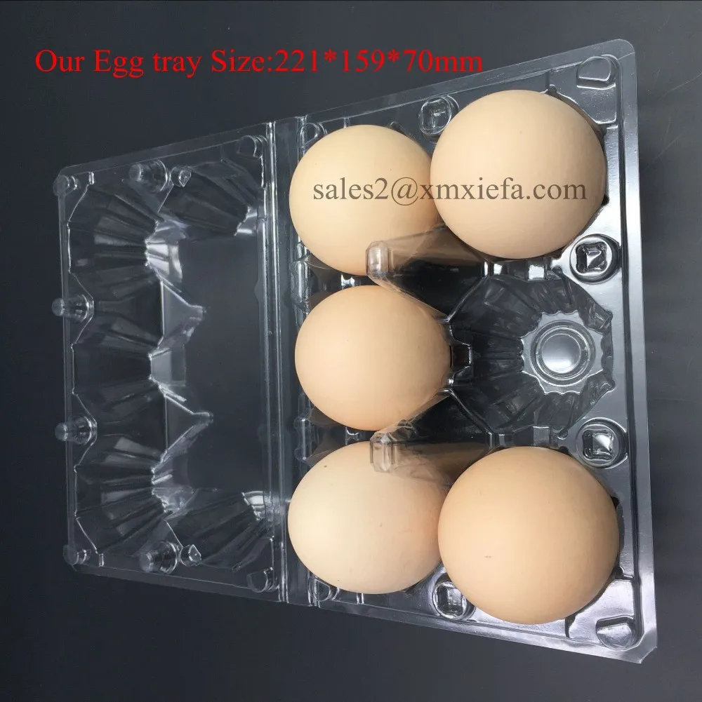 egg carton.jpg