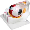 Hot sale human eye with orbit model anatomy model for teaching model
