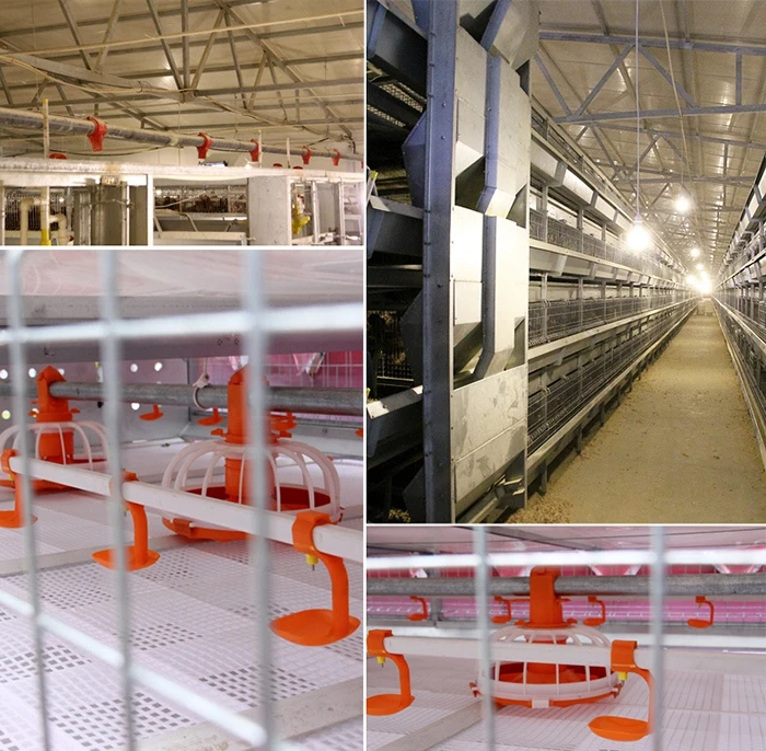Baixin Automatic Chicken Poultry Equipment Cage System For Pullet With