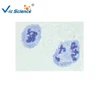 Primary school middle school and high school students study meiosis prepared microscope slides