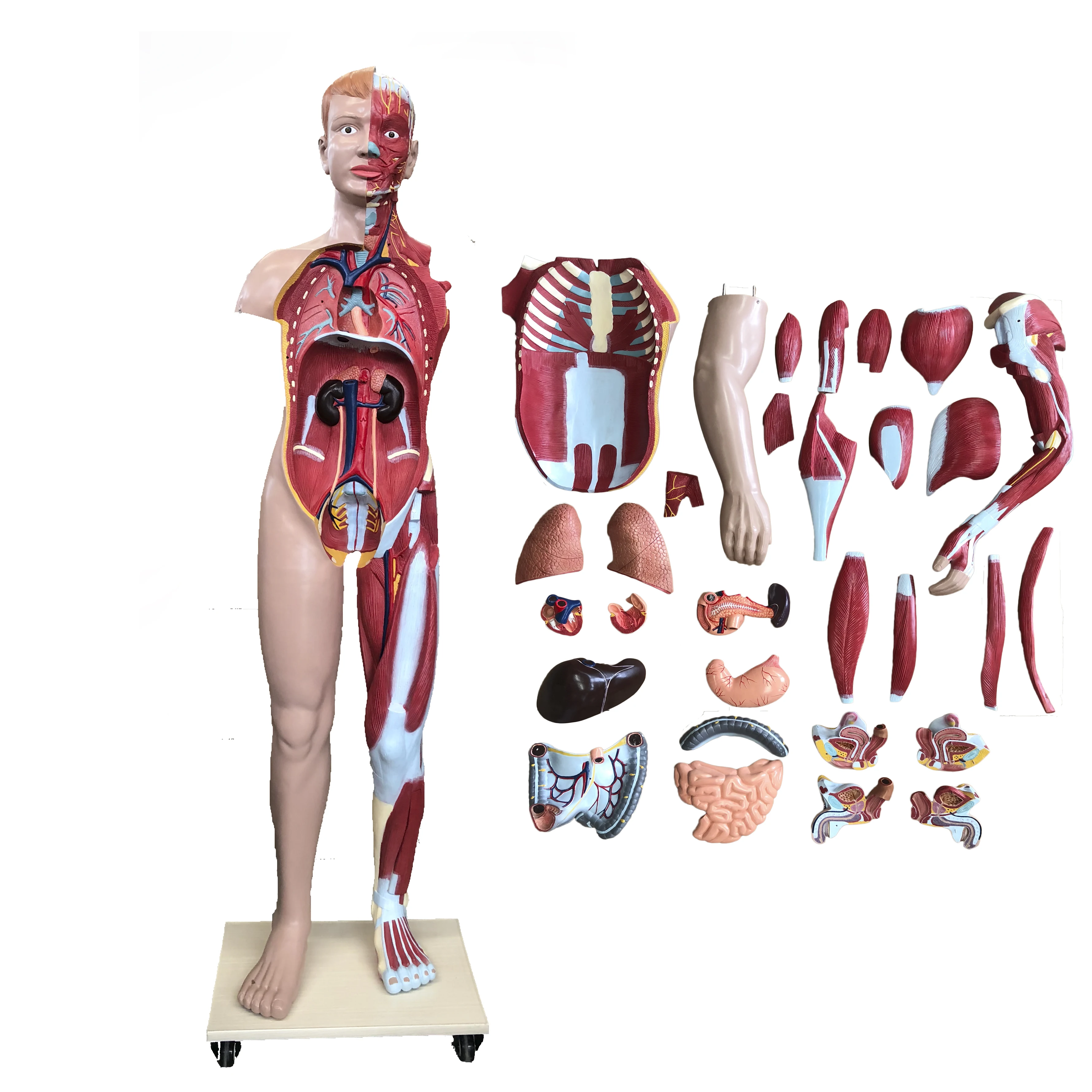 Total Muscles In The Human Body? : Adductor Muscles of the ...