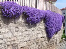 100/Rock Cress,Aubrieta Cascade Purple FLOWER SEEDS, Deer Resistant Superb perennial ground cover,flower seeds for home garden