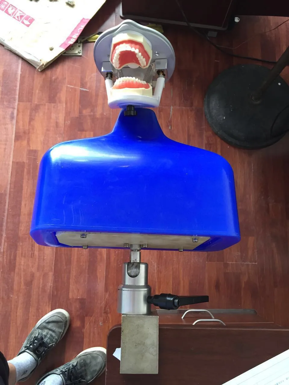 China Supplier Dentist Simulator Dental Mannequin Head With Torso Buy