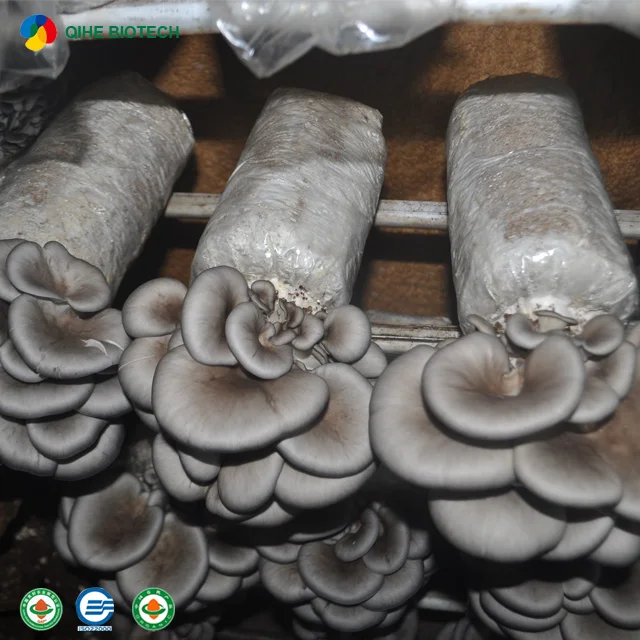Alibaba Best-selling oyster mushroom spawn with CE certificate