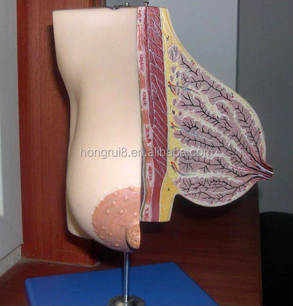 A15111 breast model 3.jpg