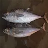 High fat content Fresh Yellow fin tuna kama for loin