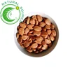 Dai Pi Xing Ren Dried Seeds Medicine 100% Natural Herb Ren Bitter Apricot Kernel For Sale