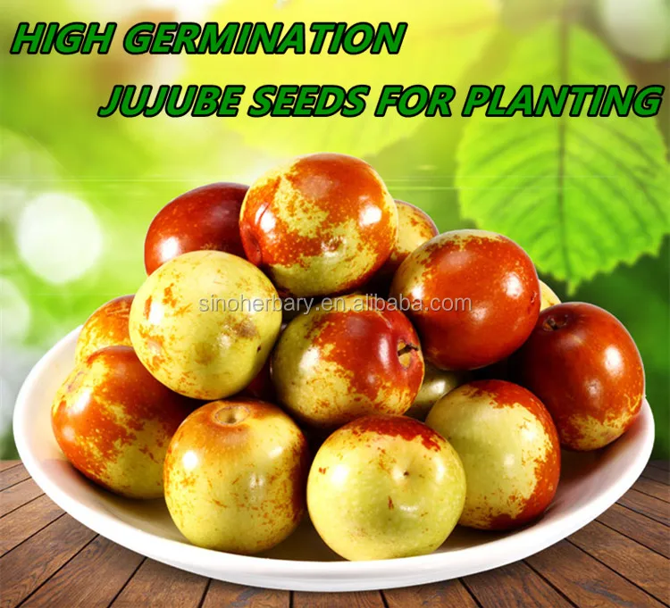 21 Shanghai Herbary Sale Fresh Seeds Of Fruit Trees Jujube Seeds For Planting Buy Wild Jujube Seed Bonsai Fruit Tree Seeds Jujube Seedlings Product On Alibaba Com