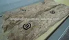 Frozen precooked skipjack tuna loin seafood