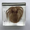 Qianfan Conformation of Octopus Embedded Specimen Animal Model