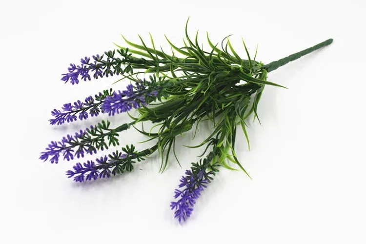 terrestrial plants names parboiled rice plants lavender plants