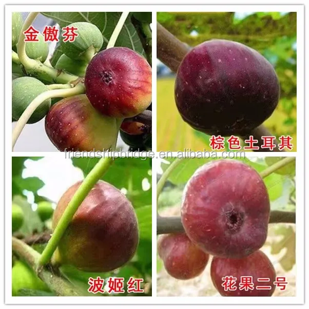 fig tree varieties.jpg