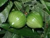 MASSULARIA ACUMINATA
