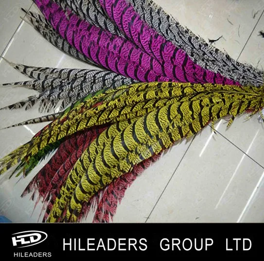 lady amherst pheasant feather (5).jpg