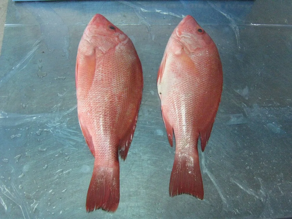 snapper seafood
