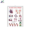 New product 3d medical chart,educational 3d pvc poster