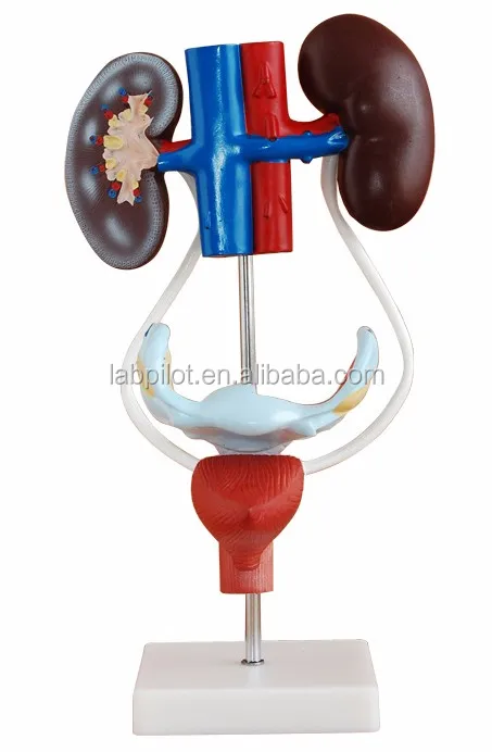 High Quality Detachable Human Organs Male Urogenital System Model Buy Male Urogenital System 