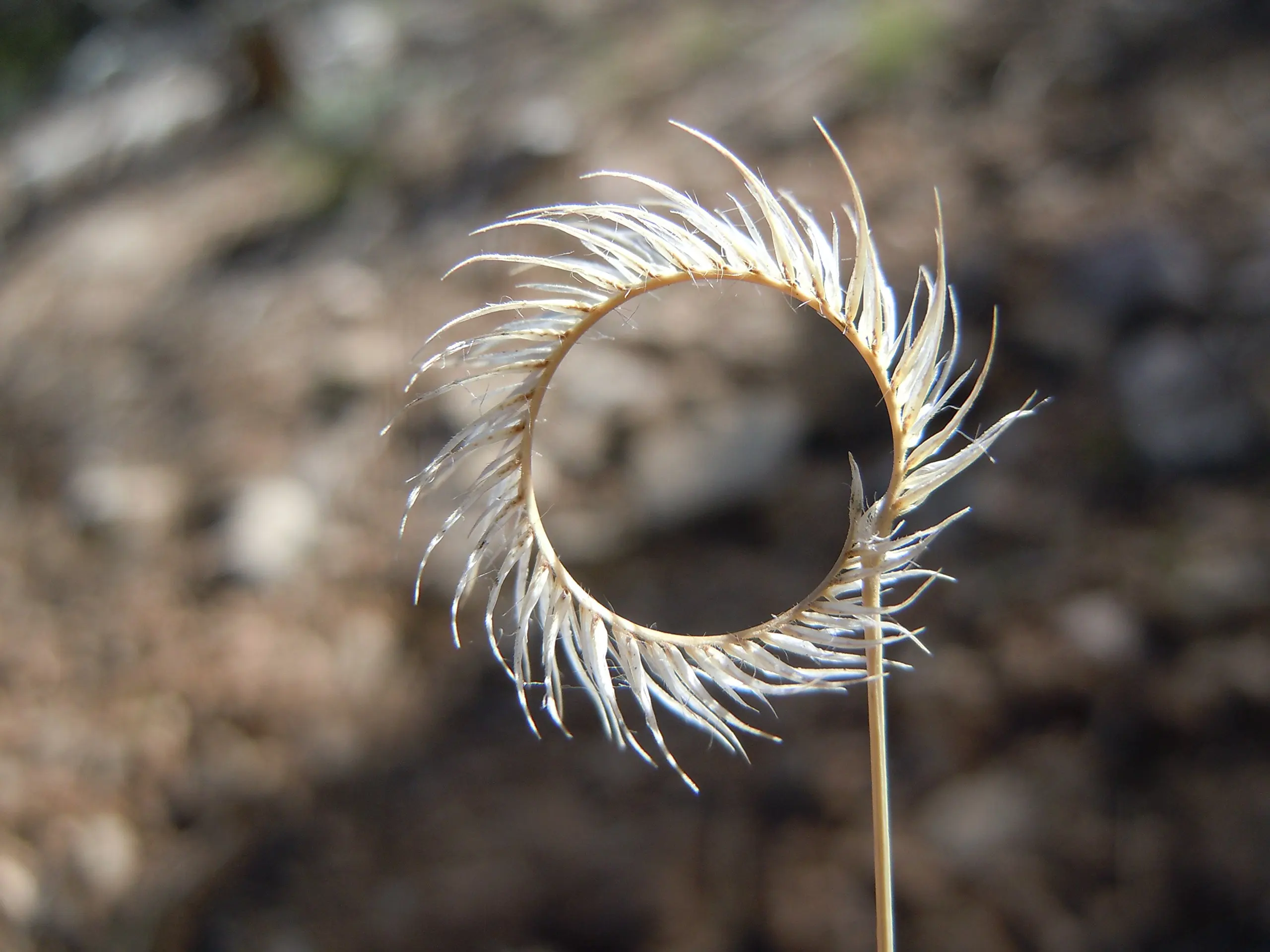 Everwilde Farms Mylar Seed Packet 1//4 Lb Blue Grama Native Grass Seeds