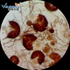 lab using plant disease prepared slides mineral Thin grinding section slides set