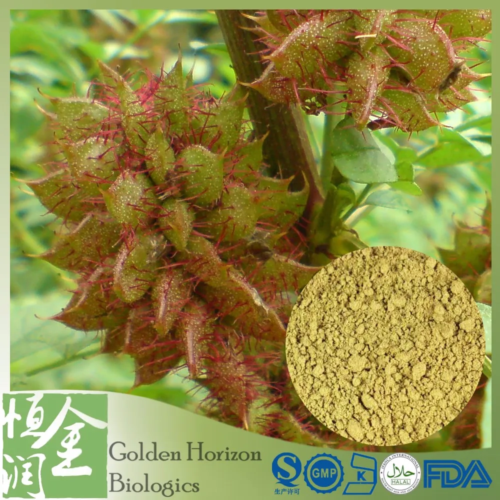 100 Natrual Organic Licorice Root Extract/licorice Oil Buy Licorice