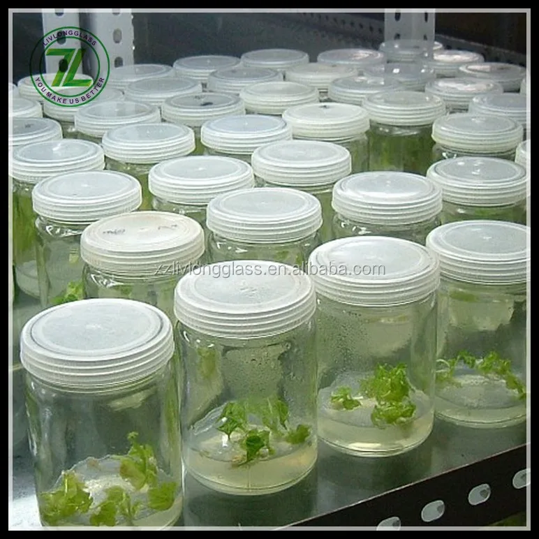 Wholesale Clear Tissue Culture Plant Glass Bottle With Plastic Cap