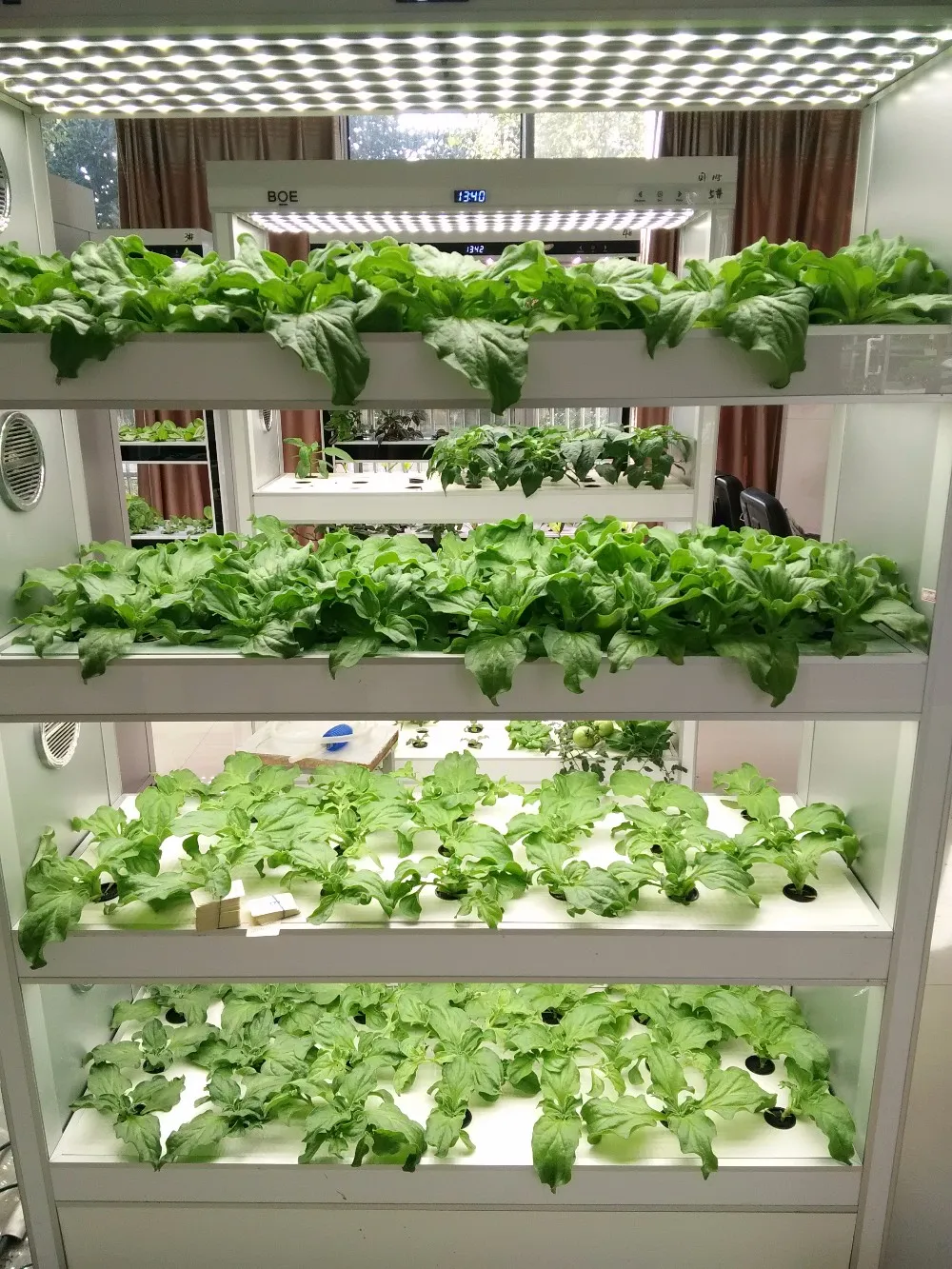 大棚水培蔬菜设备制作图片