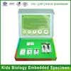 Qianfan Specimen Life Cycle of Grasshopper Science Teaching Aids